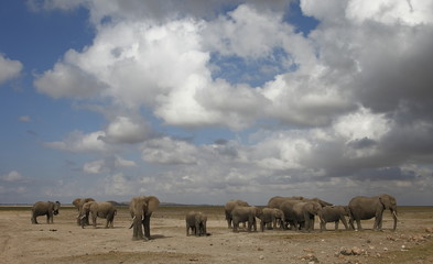 Elefanti ad Amboseli