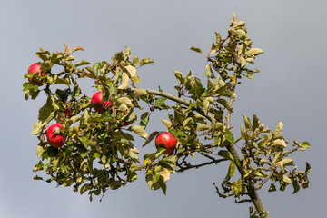 Apple Branch