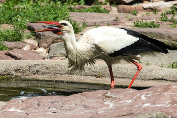 White Stork