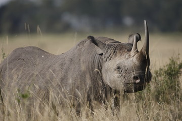 Obraz premium Rinoceronte nero