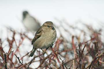 Passer domesticus, обыкновенный воробей