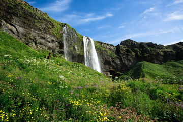 Famous waterfall Seljalandsfoss with flowers, Iceland.