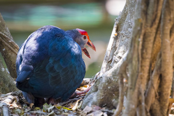 Image of pukeko bird on nature background. wild animals.