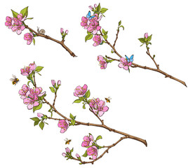 Flowering branches of a tree with insects