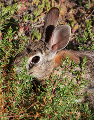 Desert cottontail rabbit in bushes