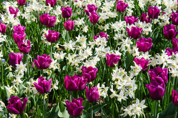 Beautiful spring background, texture of a large number of flowers