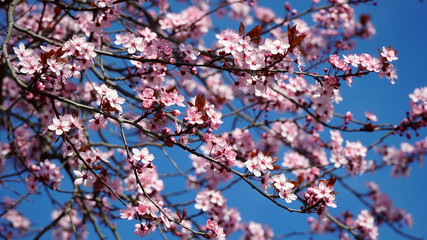 White spring flowers on the background of blue sky