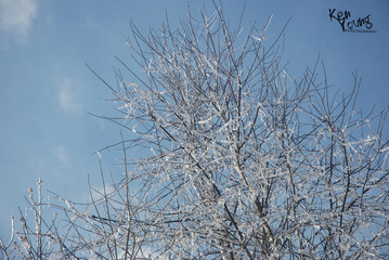 ice on trees