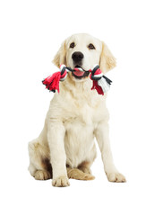 Golden Retriever Dog and toy