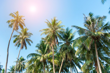 Fototapeta na wymiar Coconut tree with sky 