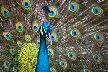 Fototapeta na wymiar Image of a peacock showing its beautiful feathers. wild animals.