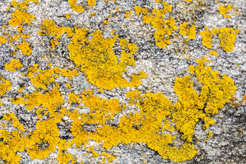 mustard yellow saxilocous caloplaca moss or lichen for natural pattern