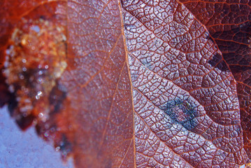 red fallen leaf