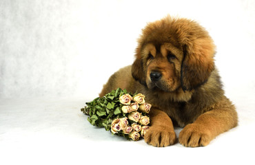 Mastiff z kwiatami © DesignArt.pl