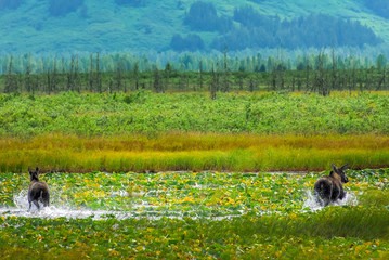 Alaska moose splashing through lake with water lilies