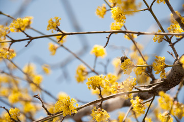Bee and blossoming cornel