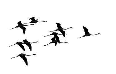 A flock of flamingos flying over the coast of the ocean in Namibia - Africa