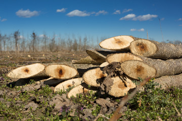 Cut down young tree trunk, close up

