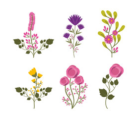 icon set of beautiful flowers over white background. colorful design. vector illustration