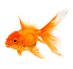 Goldfish isolated on white background