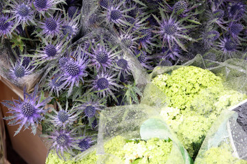 mannstreu, eryngium