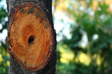 The ant in hollow of a tree