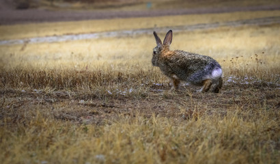 Wild cottontail bunny rabbit with rain drops on fur preparing to hop, jump. Field, meadow, farm after the rain. Closeup. Copy space.