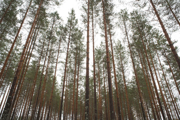 Scandinavian forest 5