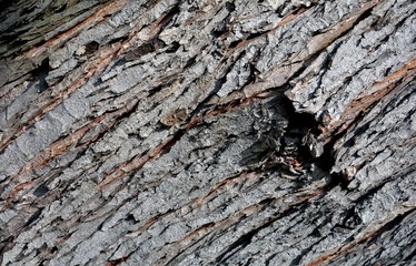 Baumrinde