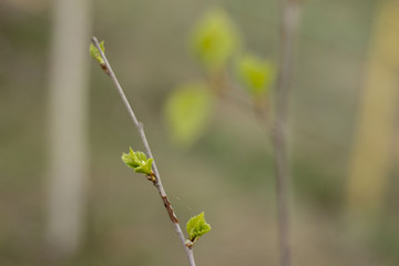 Young leaves. Spring. Background.