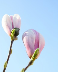 magnolia rose,en boutons floraux, en gros plan sur fond ciel bleu 
