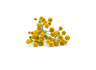 tansy flowers (Tanacetum Vulgare) isolated on a white