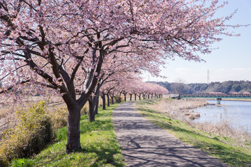 川沿いの河津桜