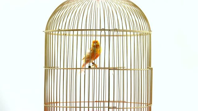 singing canary in a cage isolated on a white screen. soud