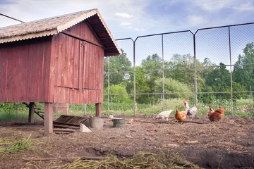 Acrylic prints Chicken Chickens near their chicken coop
