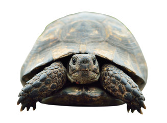 tortoise, isolated photo. Turtle from the front.
