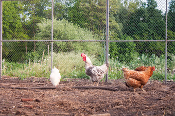 Chickens on the yard