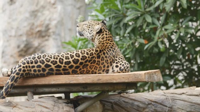 4k of leopard lying down on the tree