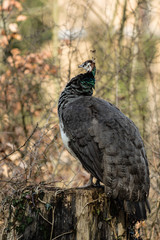 Fototapeta premium Pfau
