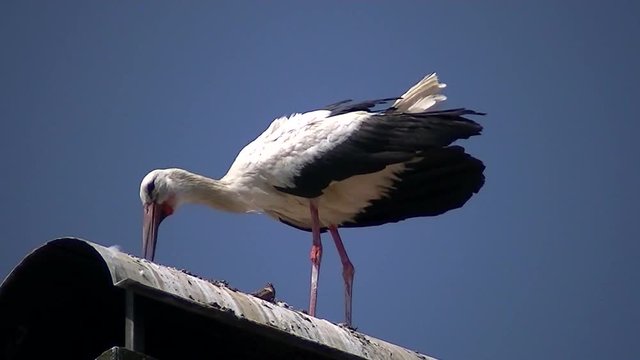 Ein Wei&szlig;storch klappert vor tiefblauem Himmel (Gro&szlig;aufnahme)