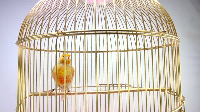 singing canary in a cage isolated on a white screen. soud
