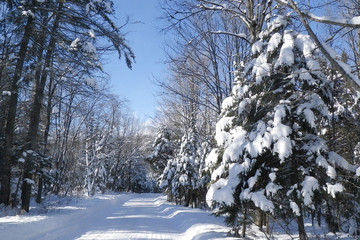 Snowmobile trail in the Adirondack wilderness