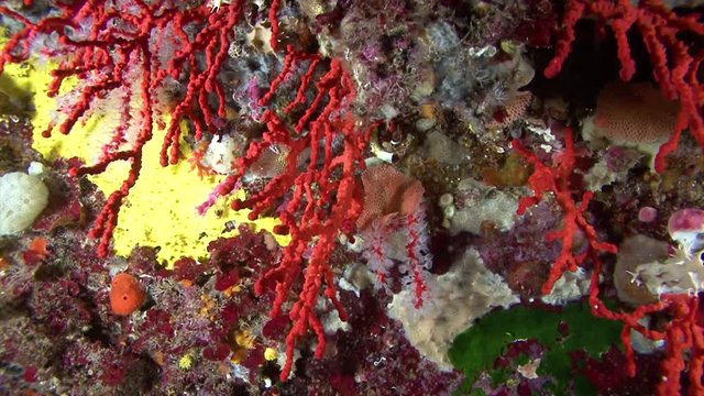 Corail rouge de m&eacute;diterran&eacute;e