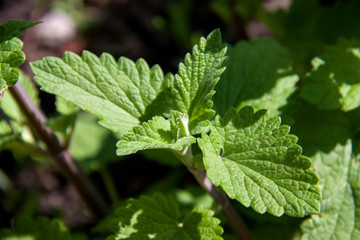 lemon balm in the garden close up macro