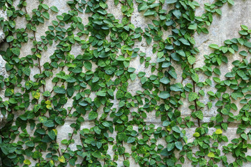 green creeper plant on wall