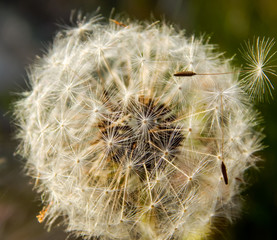 flower dandelion seed parachutes