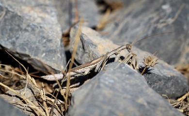 Gottesanbeterin zwischen Steinen; Natur, Tierwelt