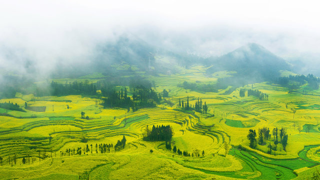 Fototapeta Canola field, rapeseed flower field with morning fog in Luoping, China.