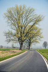 Fototapeta premium albero