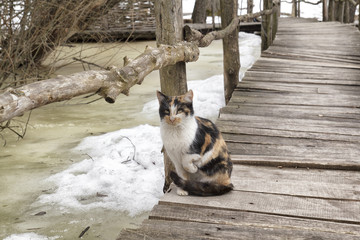 Tortoiseshell cat sits with raised paw on a wooden bridge at the abandoned village in Ukraine